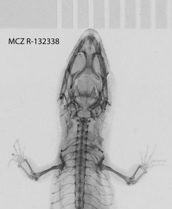Media type: image;   Herpetology R-132338